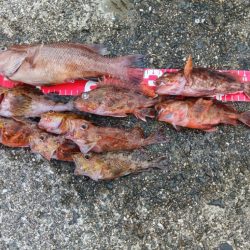 コブダイ釣りと五目釣り