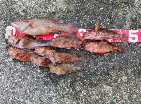 コブダイ釣りと五目釣り