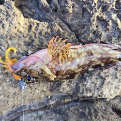 青物＆シーバス