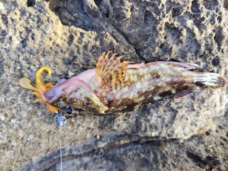 青物＆シーバス