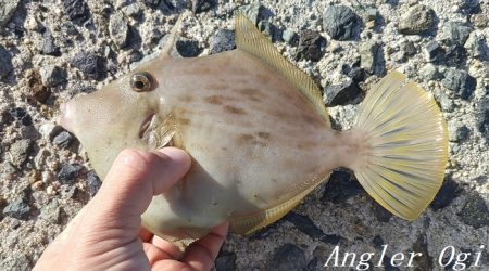 潮が動かず大苦戦