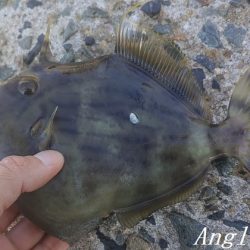 姫路のカワハギ、まだいける。