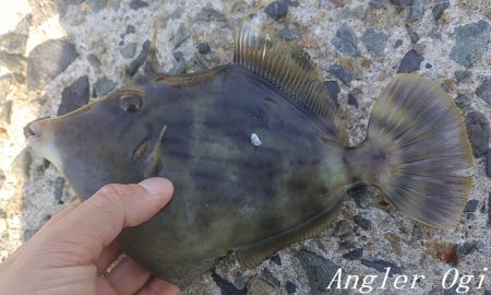 姫路のカワハギ、まだいける。