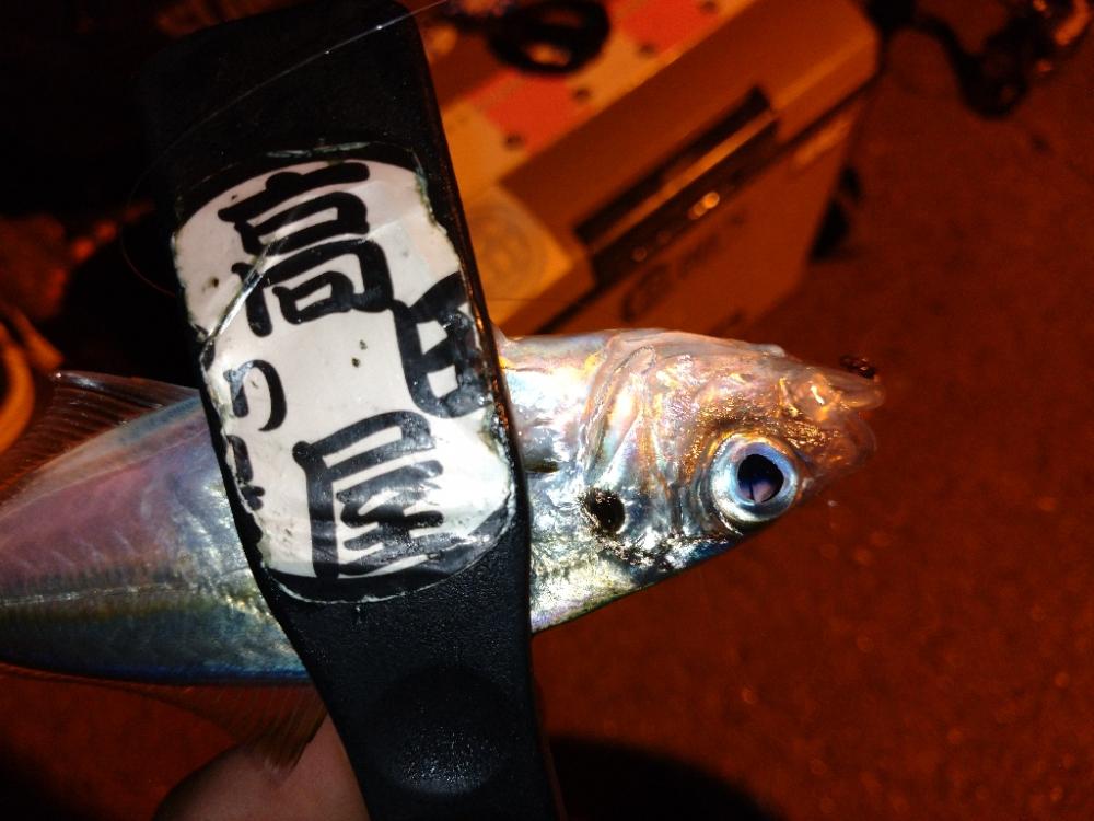 雨上がりアジング