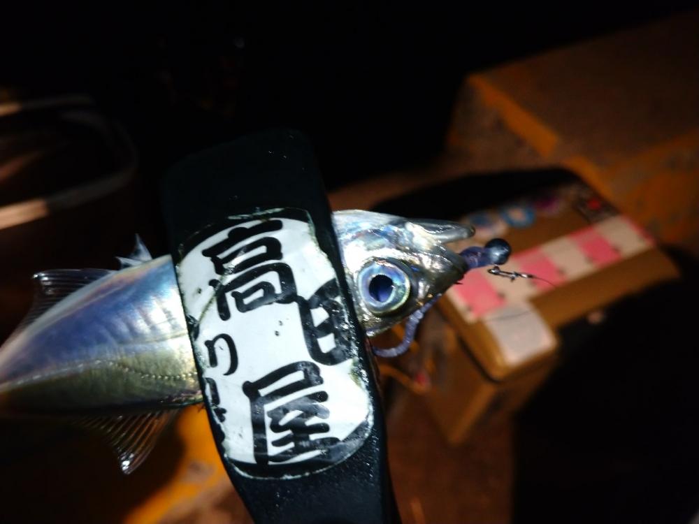 近所でアジング