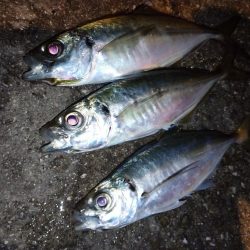 淡路島でアジング