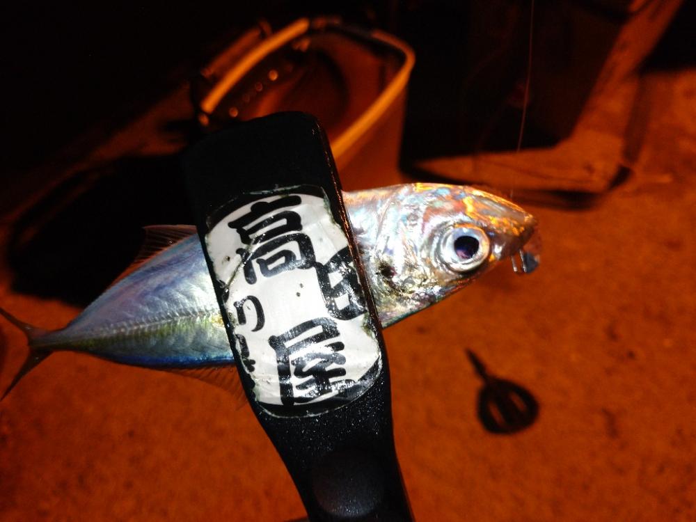 今夜もアジング😋