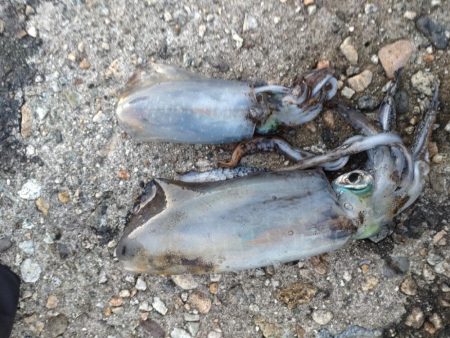 アオリイカ２杯！