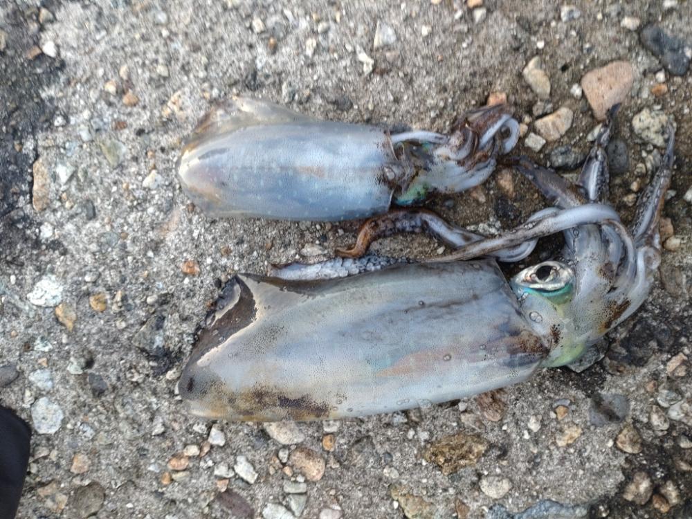 アオリイカ２杯！