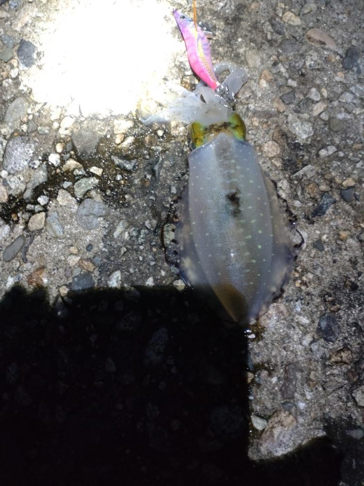 夕マズメにアオリイカ1杯!バラシ1…