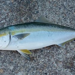播磨新島の飲ませ釣り