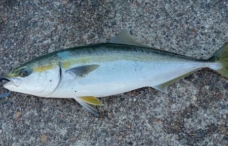 播磨新島の飲ませ釣り