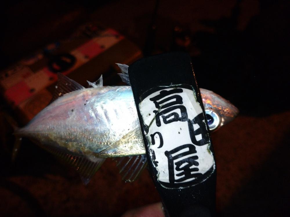 今夜のアジング