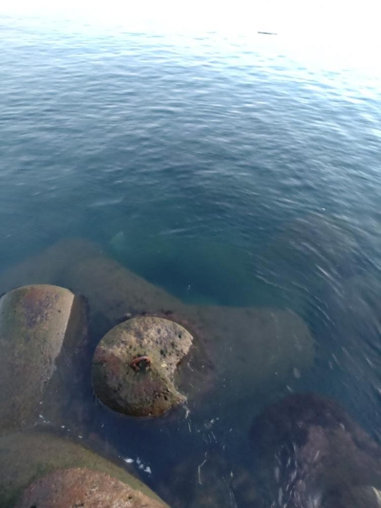 アオリイカ１杯！