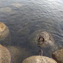 アオリイカ3杯＋２杯！