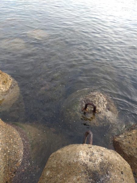 アオリイカ3杯＋２杯！