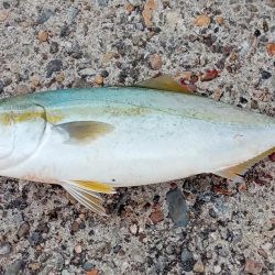 ロクマルマゴチ