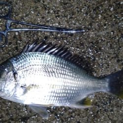 土砂降り五目釣り