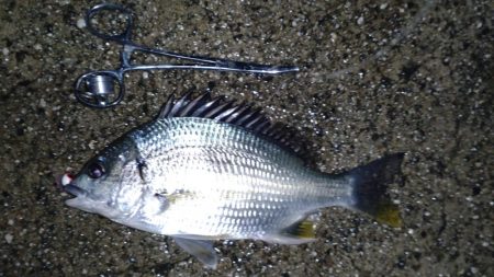 土砂降り五目釣り