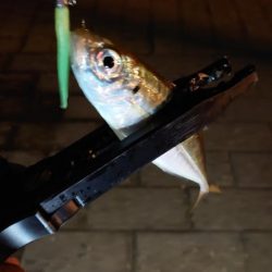 今日は全てリリース