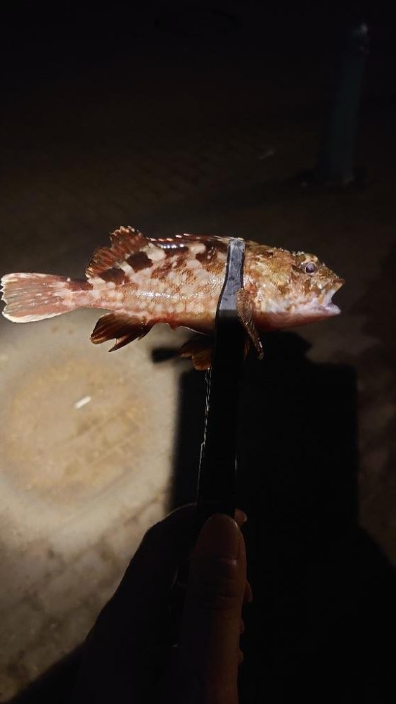 おぉ~渋いんかぁー