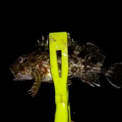 中アジ釣りたくて!