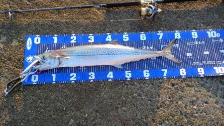 リアクションバイト