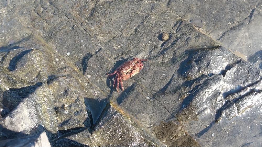 久々のアオリイカ