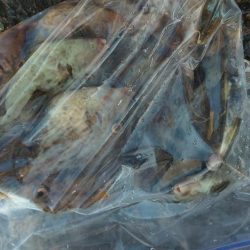 アジ全く釣れず。