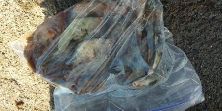 アジ全く釣れず。