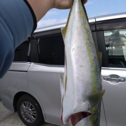 なけなしのアジで