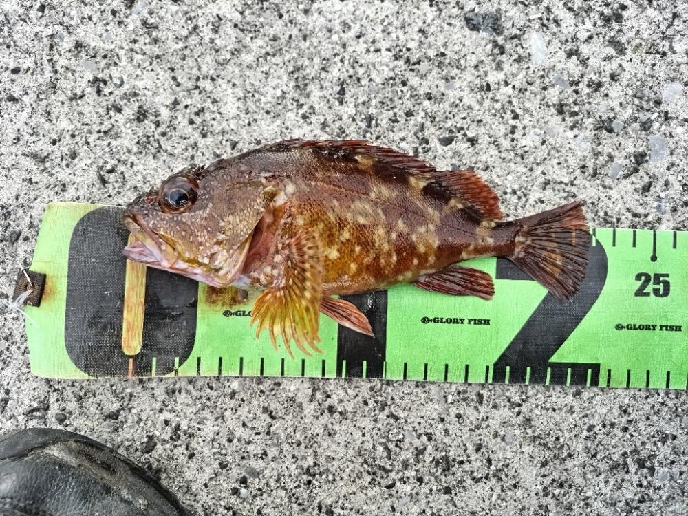 オオモンハタとデッカサゴ!