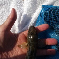 マハゼ大型狙い