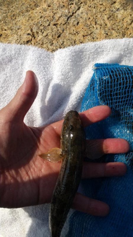 マハゼ大型狙い