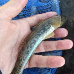 マハゼも大きくなりました