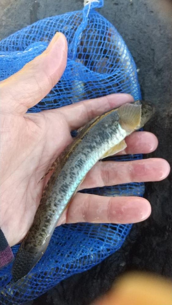 マハゼも大きくなりました