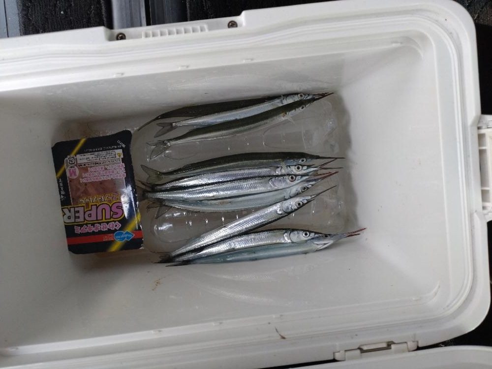 助松埠頭サヨリング