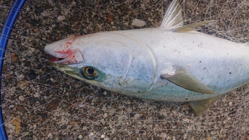 2023第2回播磨詣