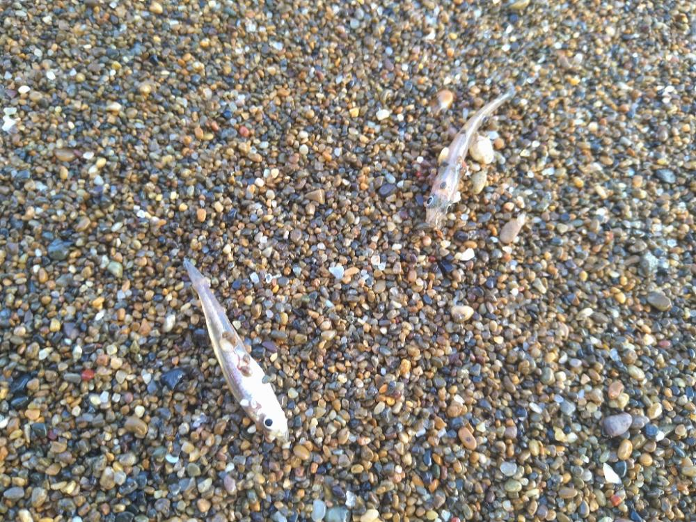 朝活サーフは…