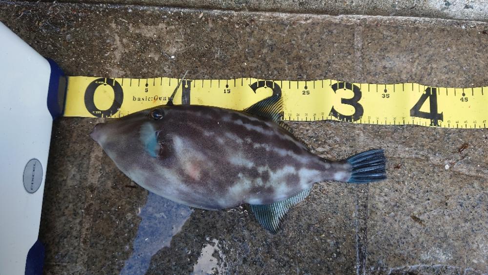 やっと出た30cmオーバー