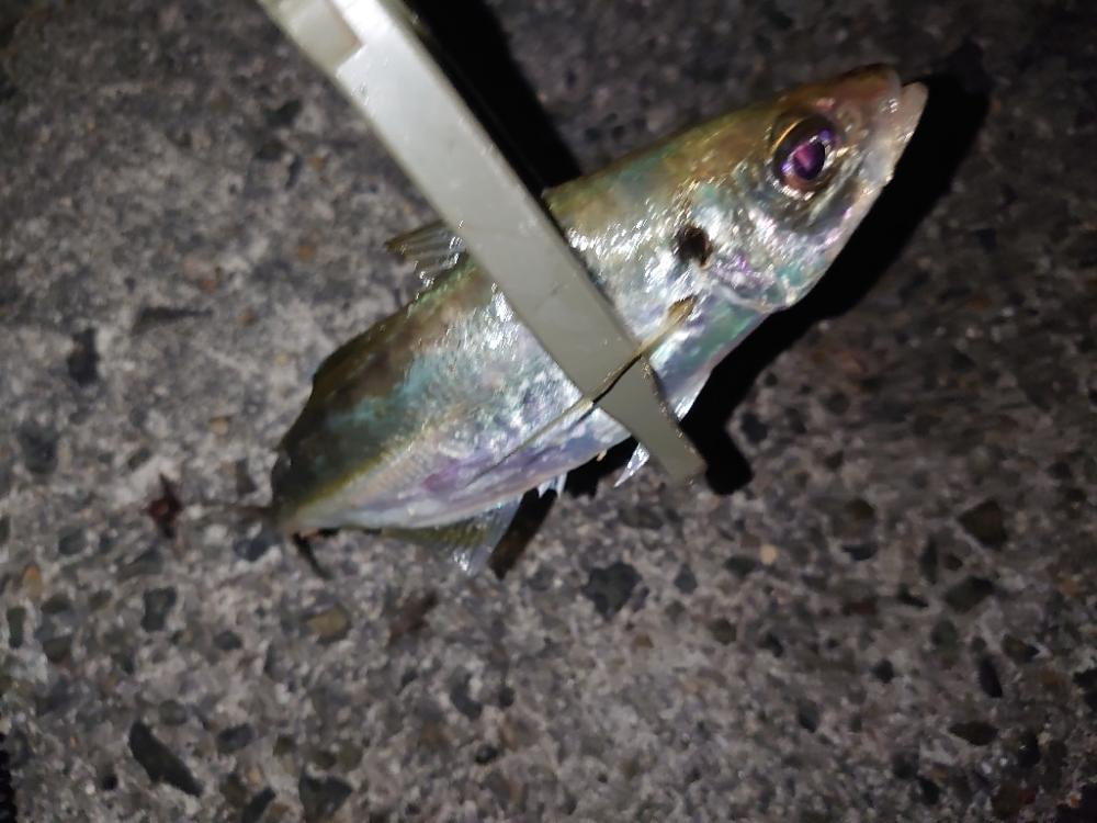 今季初アジ狙いのカゴ釣り🎣