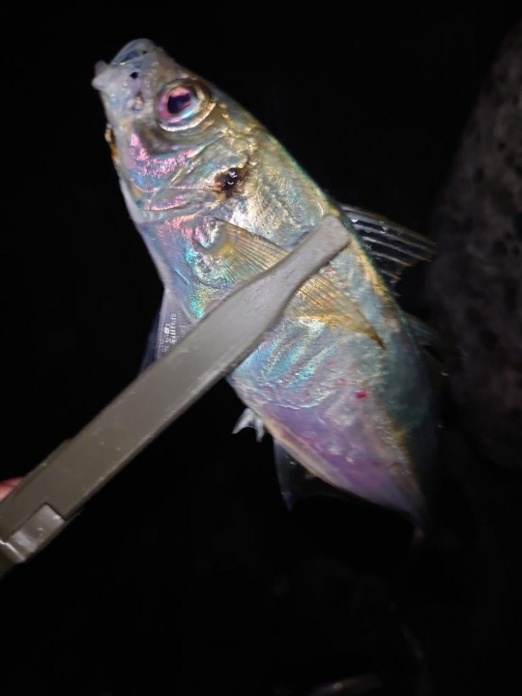 フロートアジング練習🎣