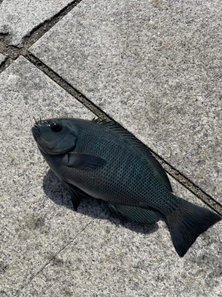 翼港でグレを狙った