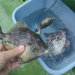 カワハギ釣り えさ政より