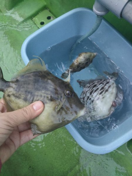 カワハギ釣り えさ政より