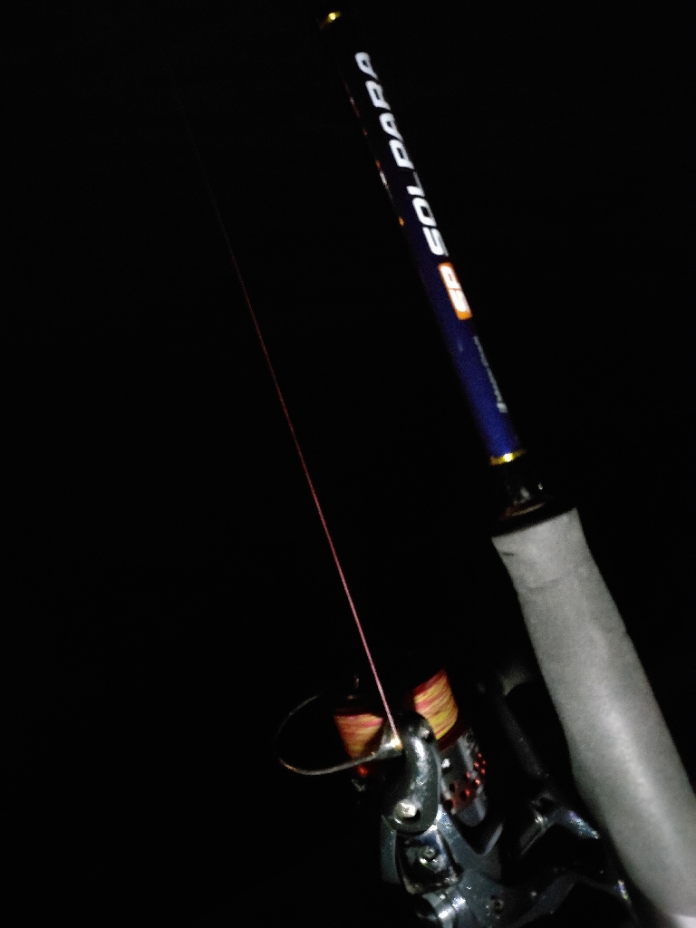 久々にタチウオ