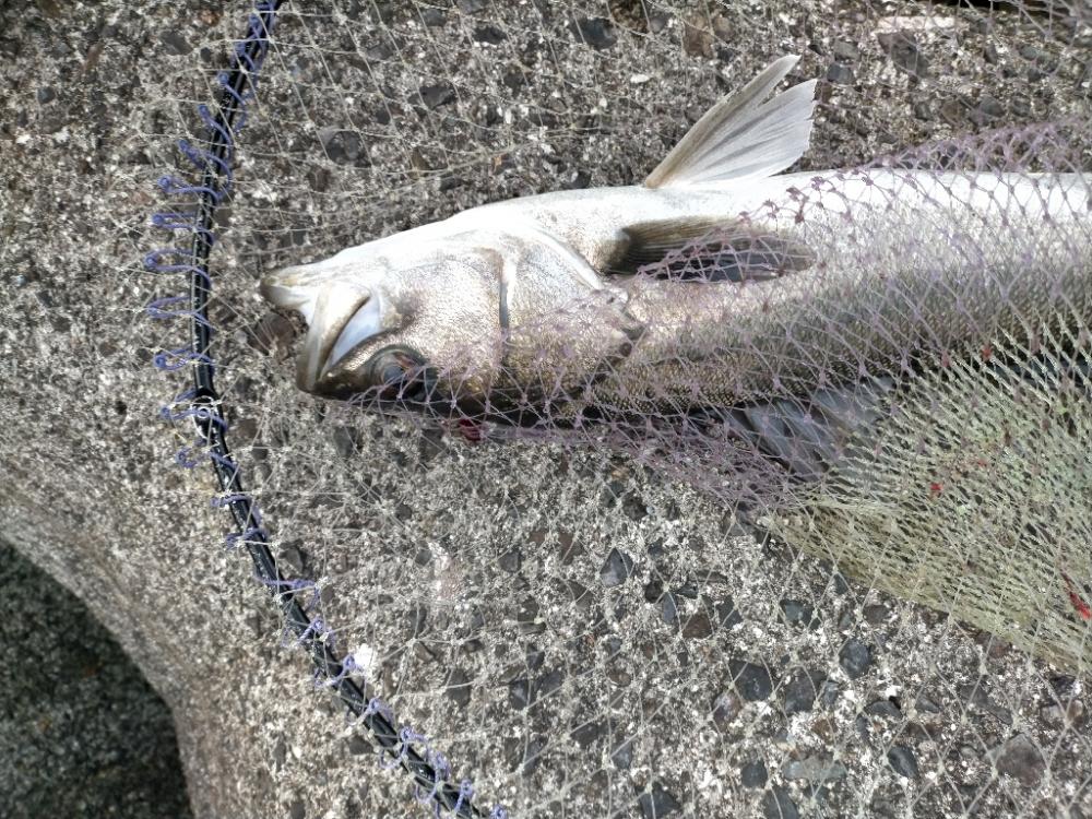 サワラジャンプとナブラとシーバス