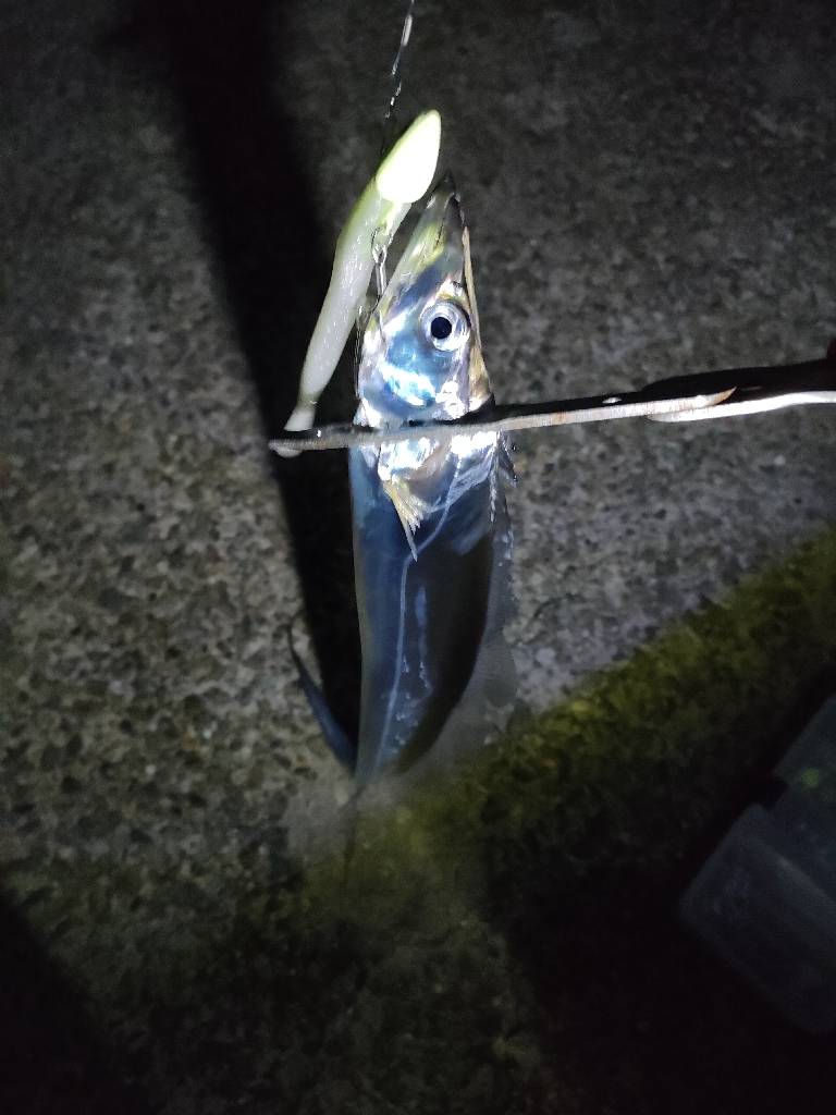 タチウオ久々のマルチ