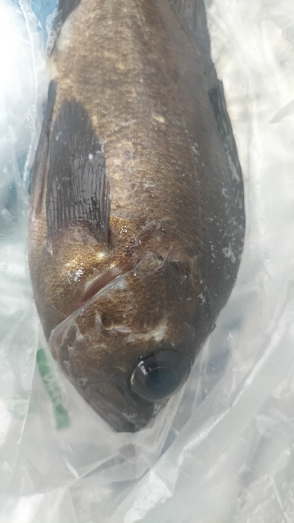 お祭り会場にて初サゴシ!嬉しい!