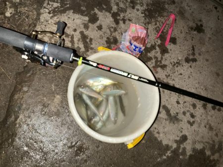 夜中のアジ釣